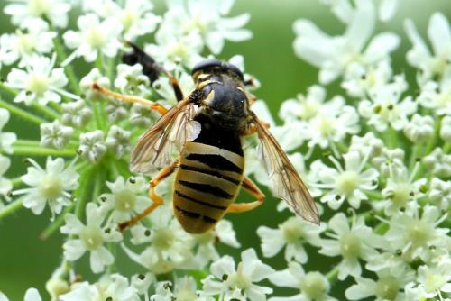 Temnostoma vespiforme